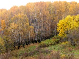 Золотой лес