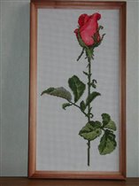 роза от SL