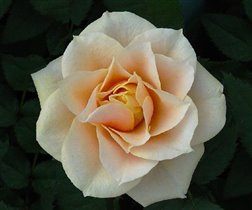 Роза мини, голландская