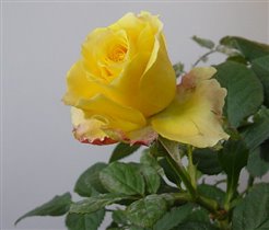 Роза мини, голландская