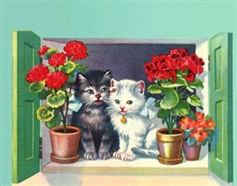 Cats with geranium