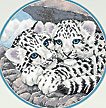 345 snow leopard cubs