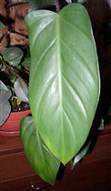Philodendron erubescens var.Red Emerald