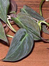 Philodendron scandens ssp. micans
