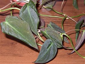 Philodendron scandens ssp. micans