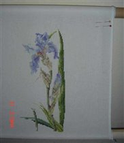 Ирисы из Идей Сьюзанн