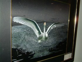 Лебедь/Swan