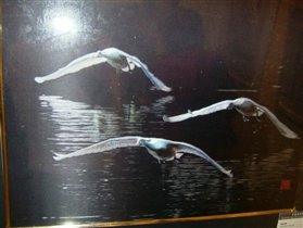 'Летять утки' (с)/Ducks