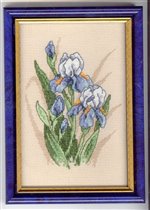 Oriental iris