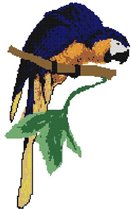 Blue and Gold Maccaw