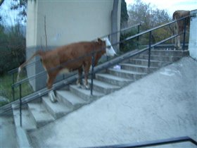 Городские коровы