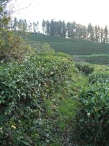 В Дагомысе растёт чай