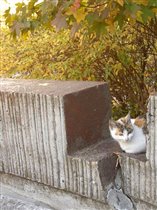 Сочи — город кошек