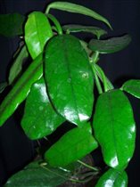 Hoya Globulosa
