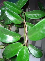 Hoya carnosa Krinkle