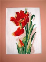 samotny tulipan