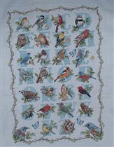 birds alphabet