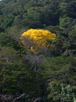 Гуайякан в тропической сельве (Панама)