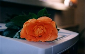 роза и принтер
