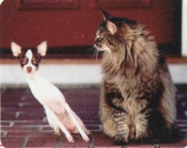 это юмор...и фотошоп