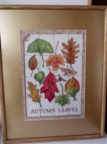 Autumn Leaves - Dimensions