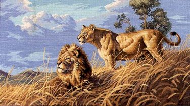 African Lions (Dim)