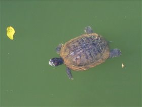 Mac Ritchie Reservoir - turtle