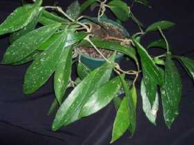 Hoya pubicalyx cv Pink Silver 
