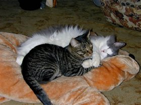 Коты Катька и Финя