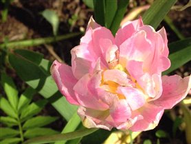 Peach Blossom - Цветение персика