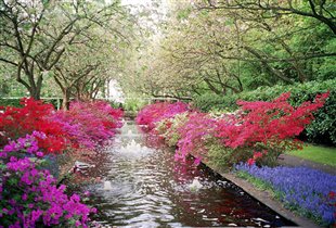 Парк цветов под Амстердамом/Голландия