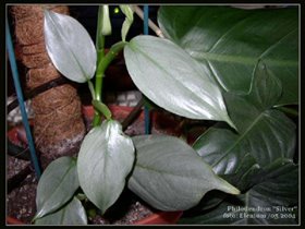 Philodendron 'Silver Queen'