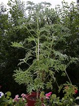 Pelargonium graveolens (Герань душистая)