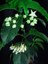 Hoya Multiflora