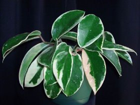 Hoya Carnosa variegata.