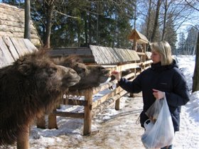 верблюд плюется! -))