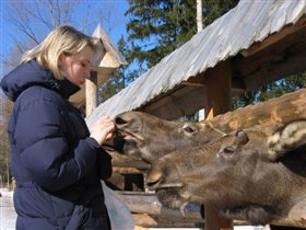 а лоси очень ласковые! 