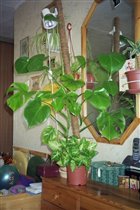 Это мой монстрик