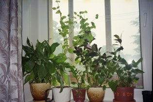 Веселая семейка