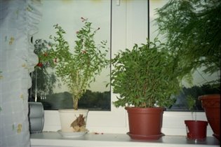 Гранатик и Фикус