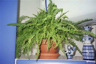 Нефролепис