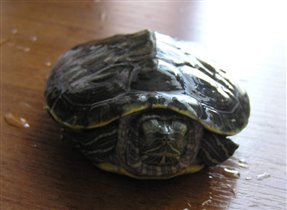 Черепаха Юська