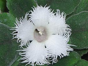 Alsobia Dianthiflora