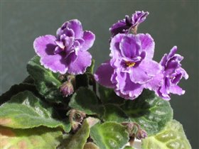 Сиренево-фиолетовая