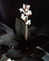 Ludisia discolor