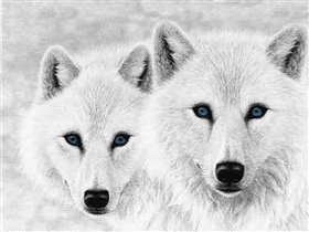 Белые волки
