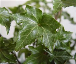 Hedera (плющ)