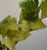 Плющ (Hedera)