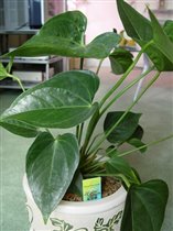 Anthurium