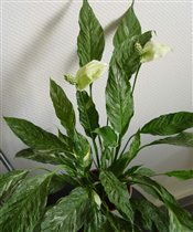 Спатифиллум Домино (Spathiphyllum)